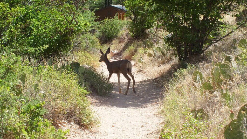 mule deer at indian garden - grand canyon