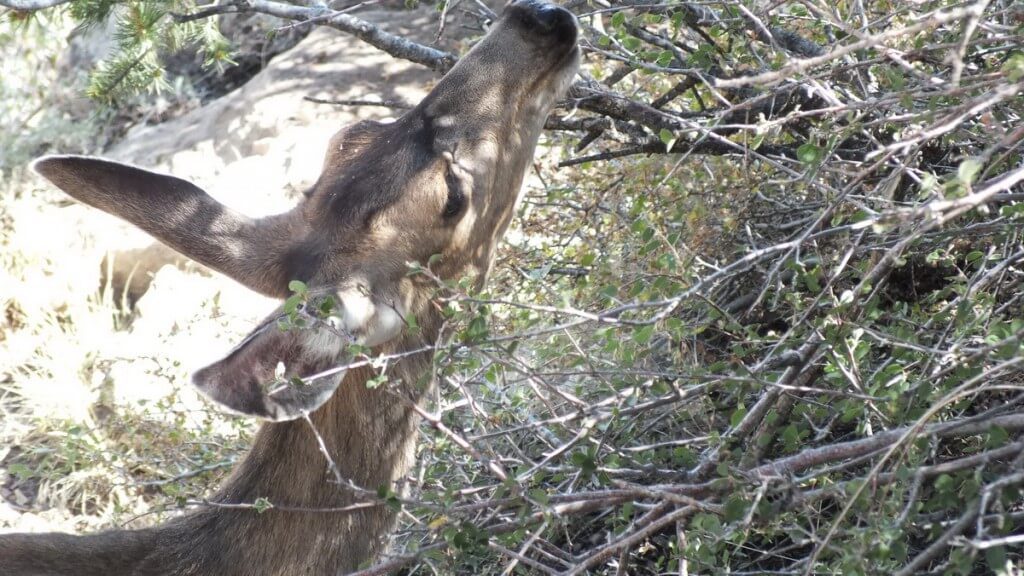 mule deer at tree, grand canyon national park
