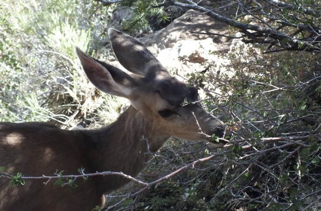 mule deer eats leaves - grand canyon