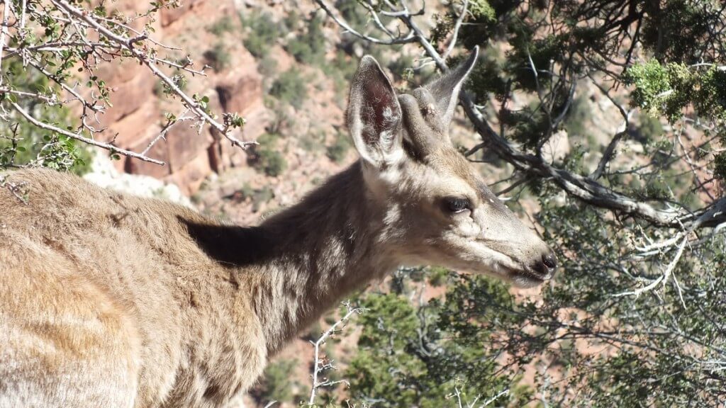 mule deer, grand canyon national park