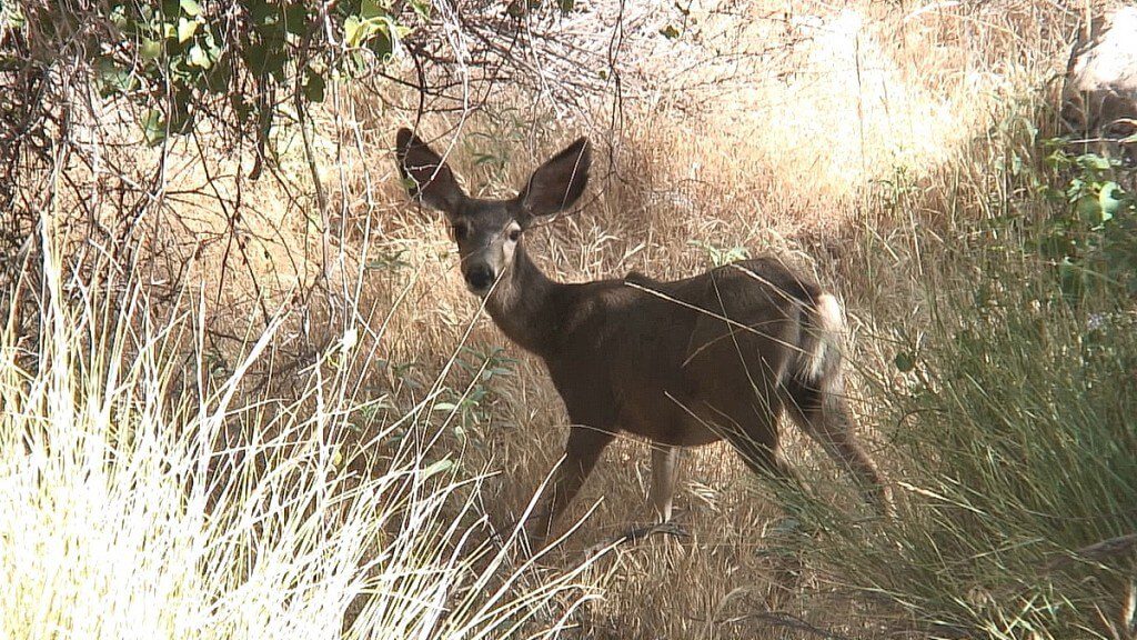 mule deer - near indian garden - grand canyon
