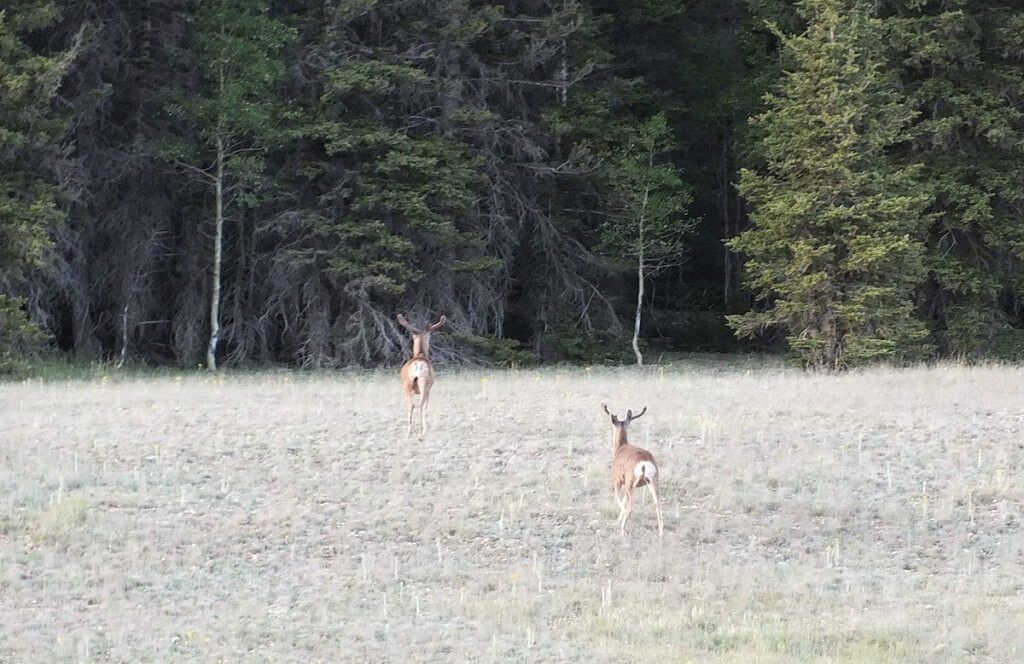 mule deer - north rim - grand canyon