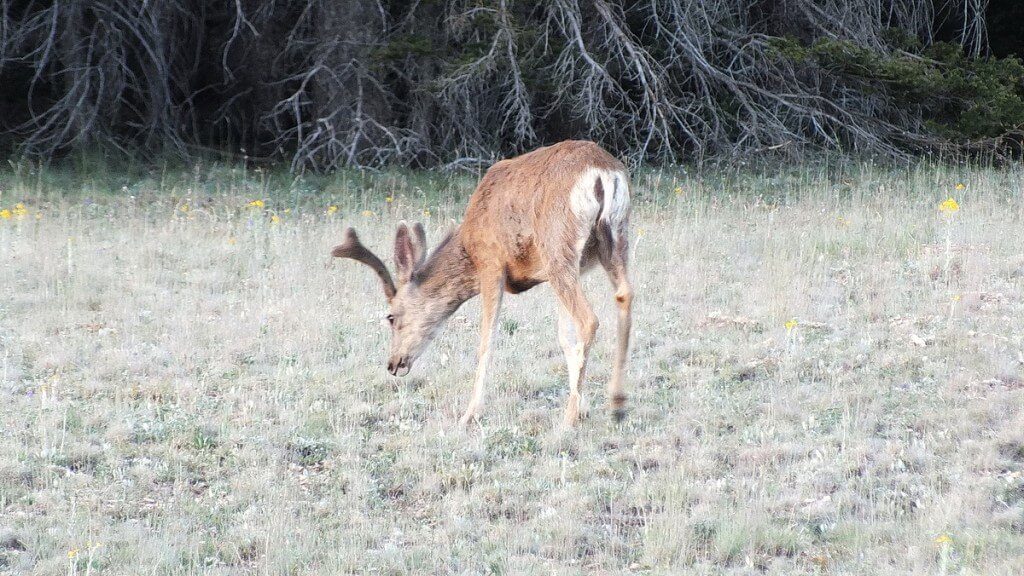 mule deer - north rim meadow - grand canyon