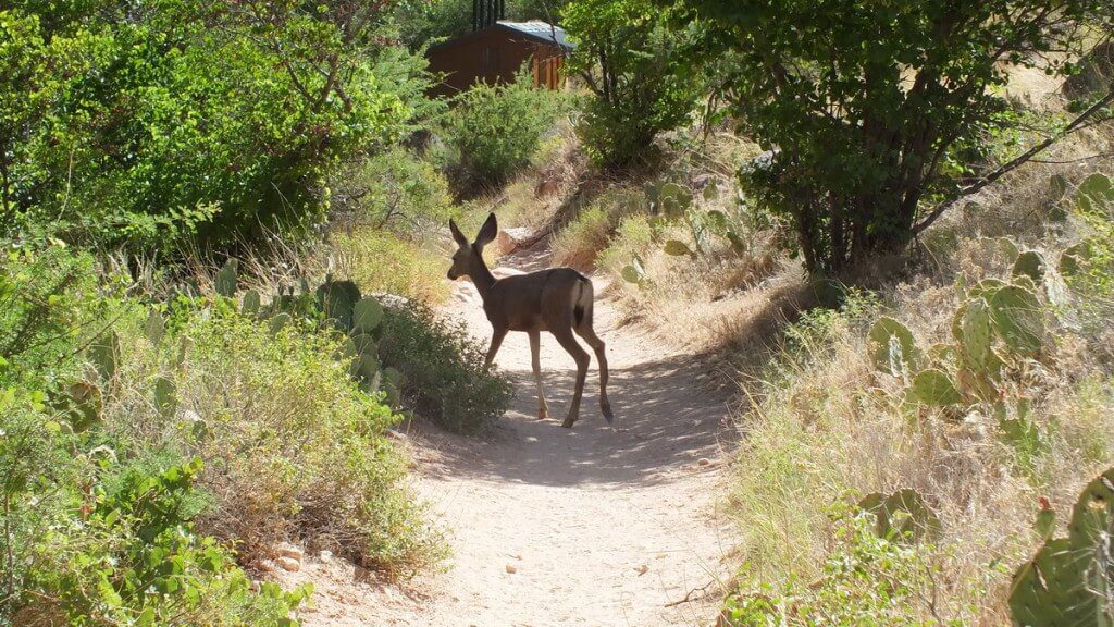 mule deer on bright angel trail 37