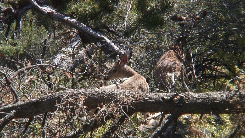 mule deer on south rim - grand canyon