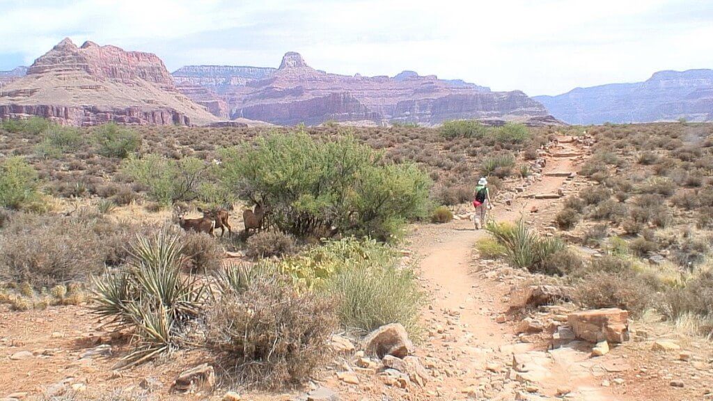 mule deer under bushes along the hiking trail to Plateau Point at the Grand Canyon