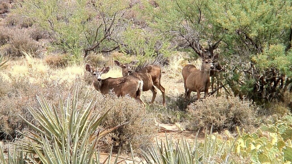 mule deer under bushes along the hiking trail to Plateau Point at the Grand Canyon