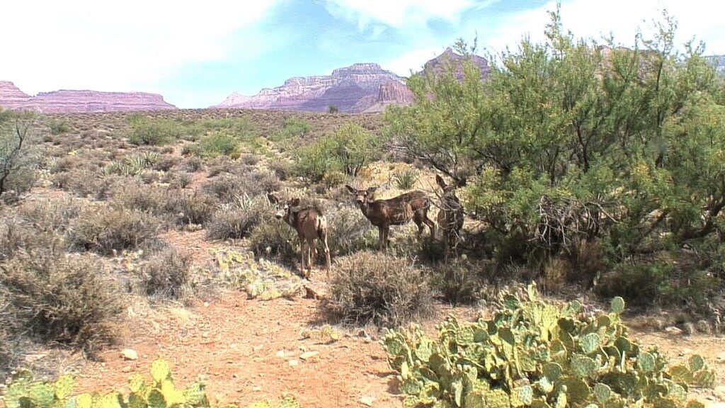mule deer under bushes along the hiking trail to Plateau Point at the Grand Canyon