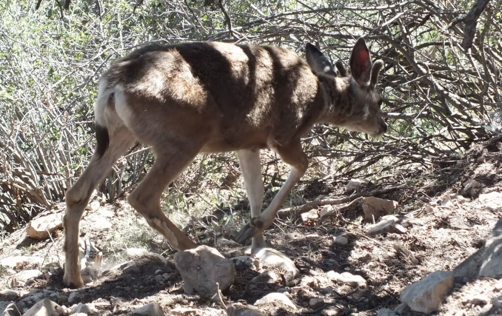 mule deer under thorn bushes - grand canyon