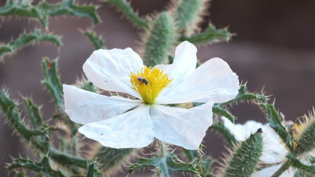 prickly poppy flowerhead bright angel trail 6d