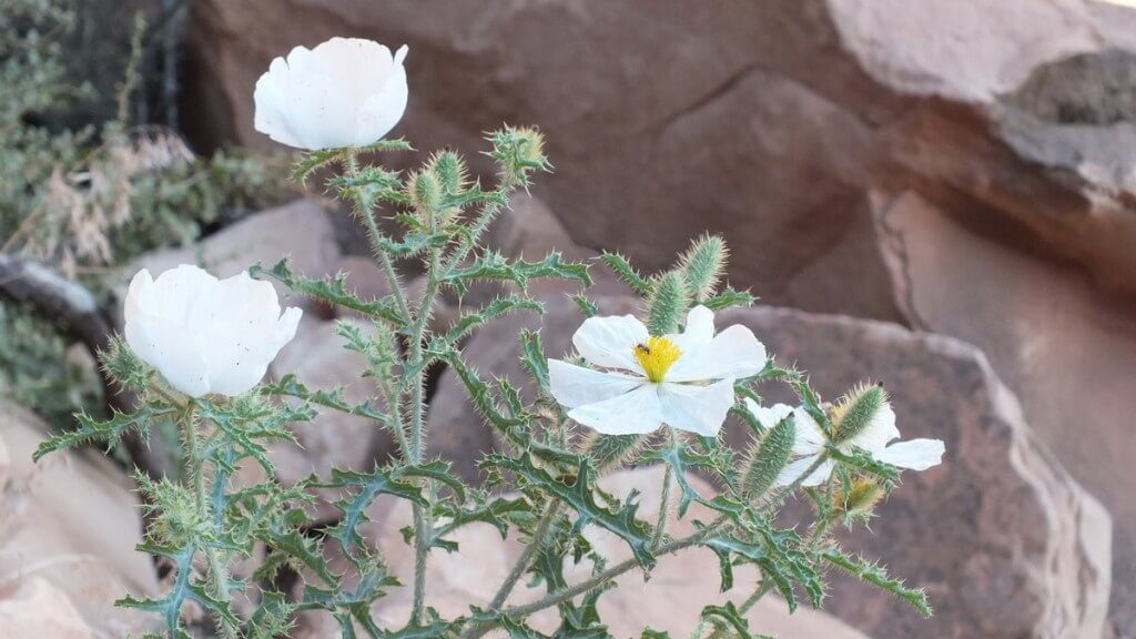 prickly poppy on bright angel trail 6c