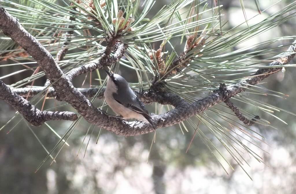 Pygmy Nuthatch in a pine tree at Grand Canyon National Park in Arizona, USA