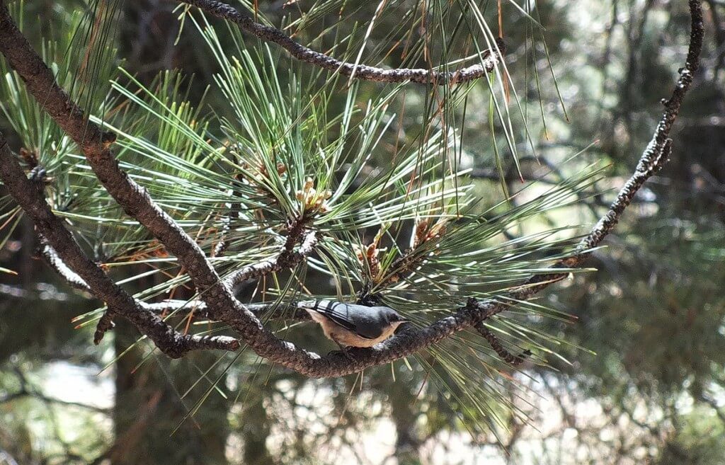 Pygmy nuthatch sitting in a tree at Grand Canyon National Park in Arizona, USA