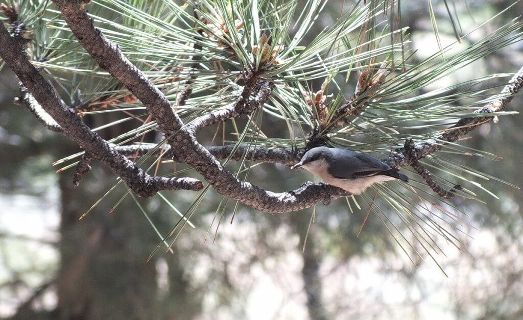 Pygmy nuthatch at Grand Canyon National Park in Arizona, USA