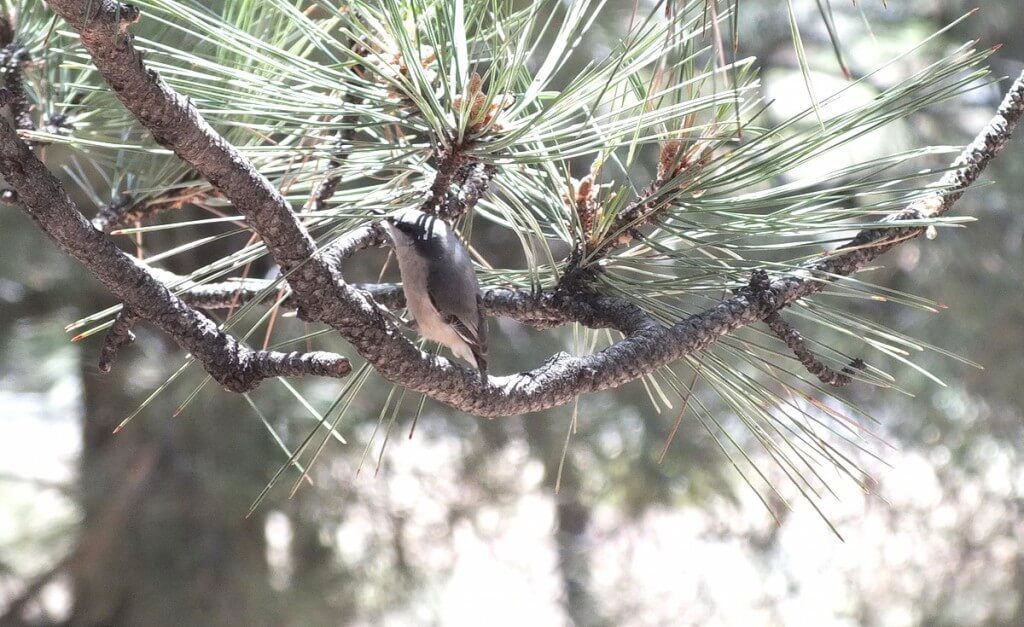 Pygmy nuthatch at Grand Canyon National Park in Arizona, USA