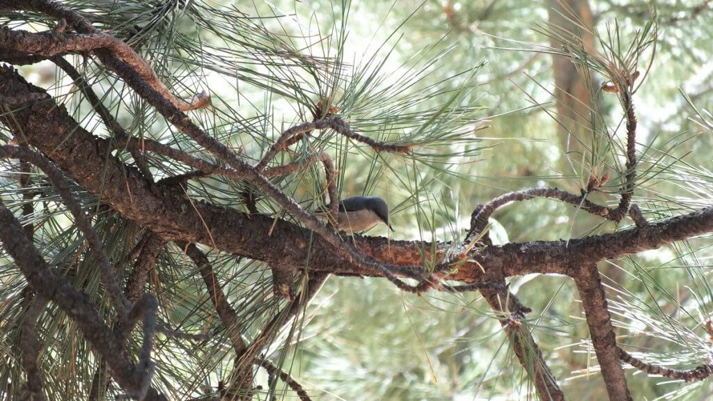 Pygmy nuthatch at Grand Canyon National Park in Arizona, USA