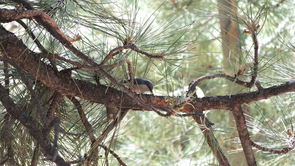Pygmy nuthatch on the limb of a Ponderosa pine at Grand Canyon National Park in Arizona, USA