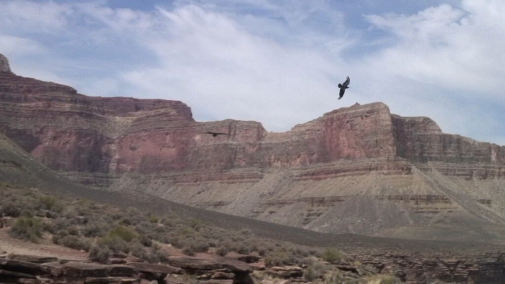 A Common Raven flying over the Grand Canyon in Arizona, U.S.A.