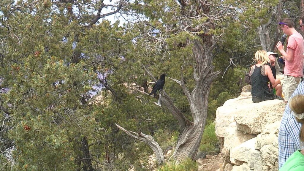 Raven checks out the people at Hermit's Rest at Grand Canyon National Park in Arizona, U.S.A.