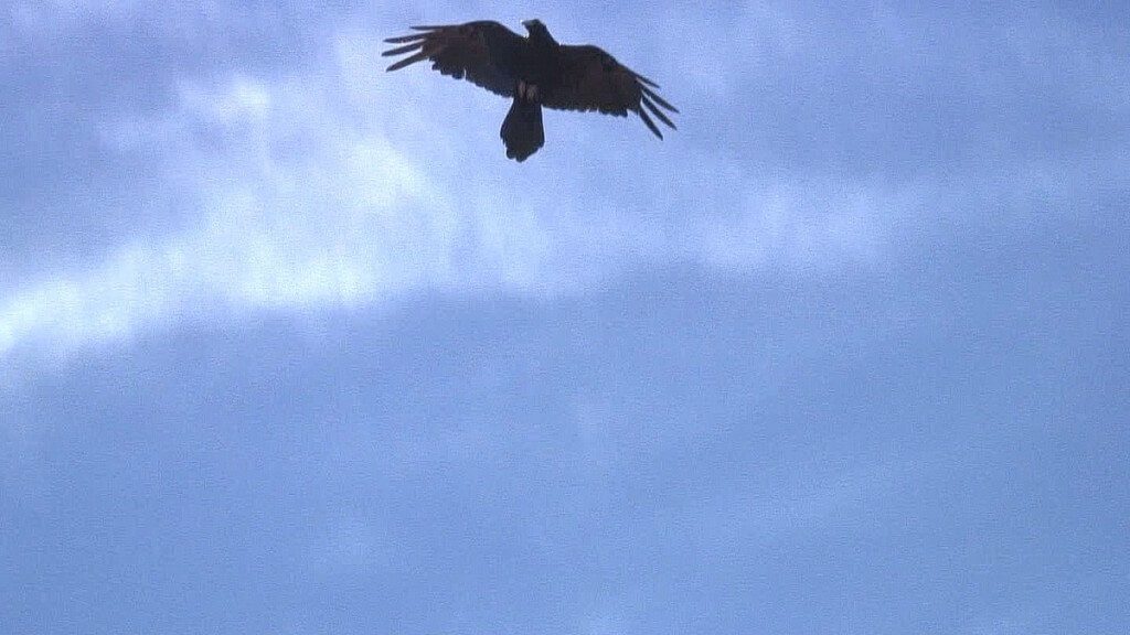 A Common Raven in flight at Grand Canyon National Park in Arizona, U.S.A.
