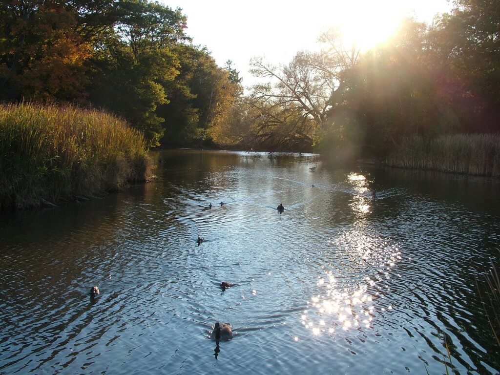 sunset over tree line, lynde shores conservation area