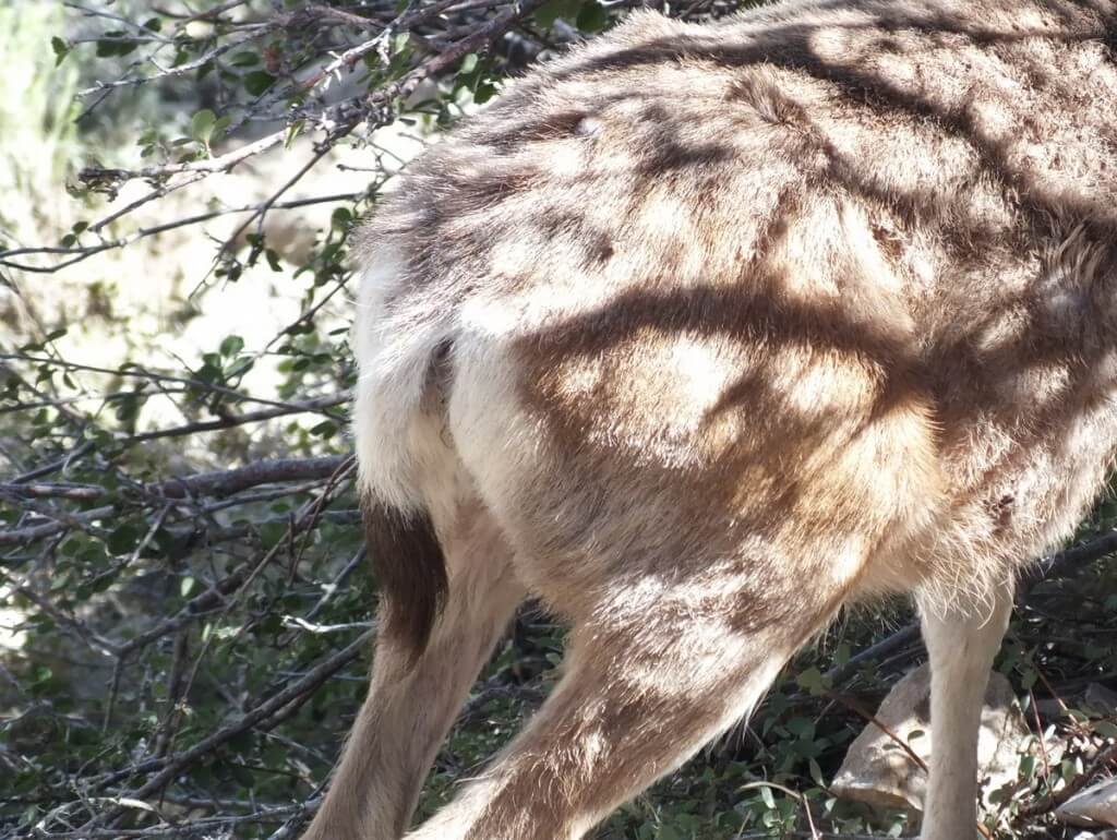 tail of a mule deer - grand canyon