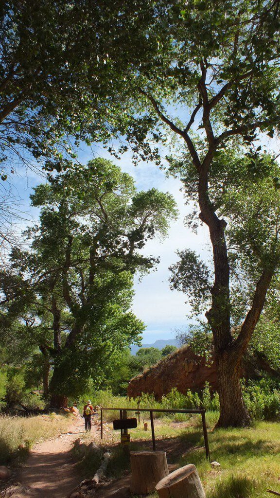tall trees at indian garden 27b