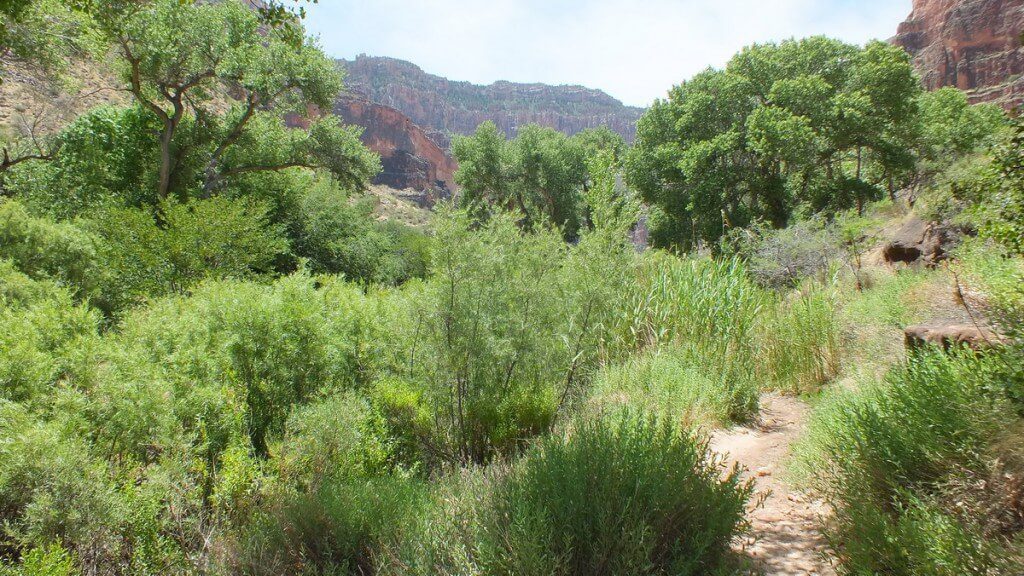 trees at indian garden 28