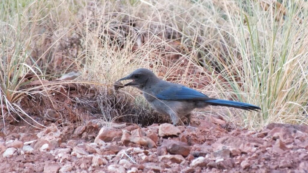 western scrub jay bright angel trail 14