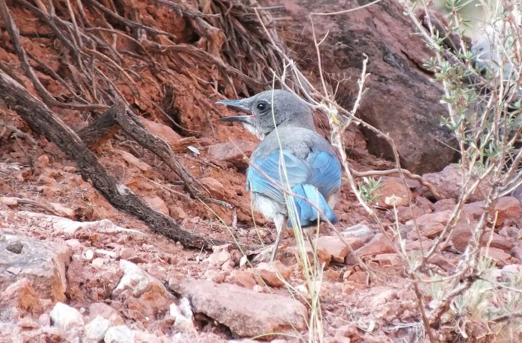 western scrub jay bright angel trail 15