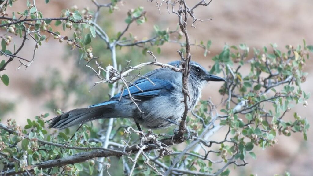western scrub jay bright angel trail 4
