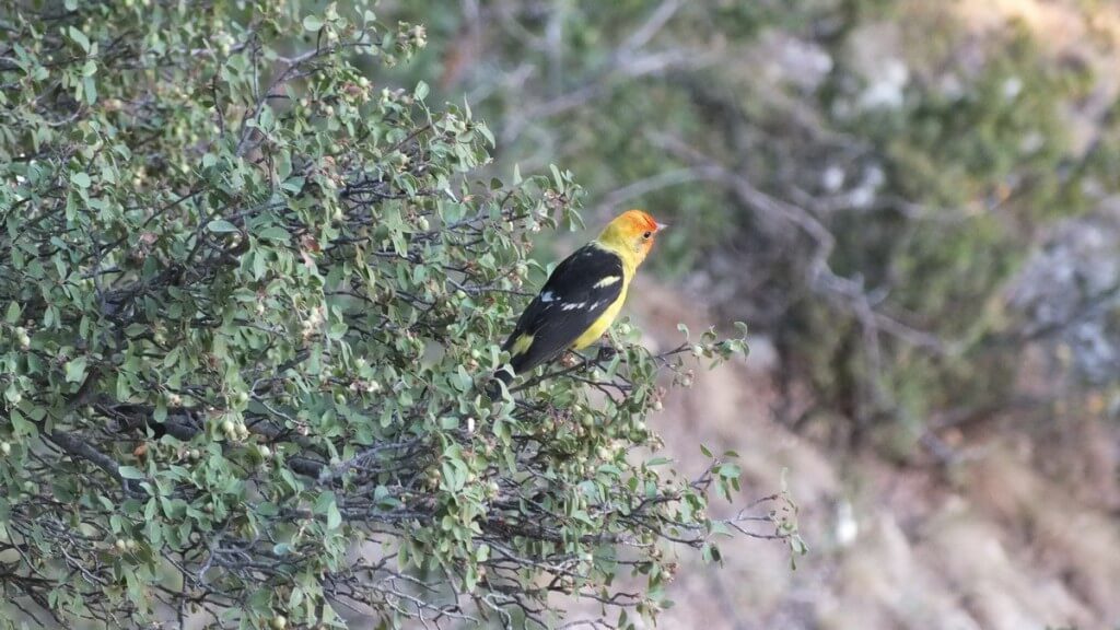 western tanager at grand canyon 6b