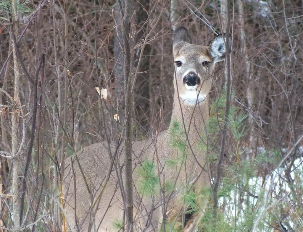 white-tailed deer looks to camera - oxtongue lake