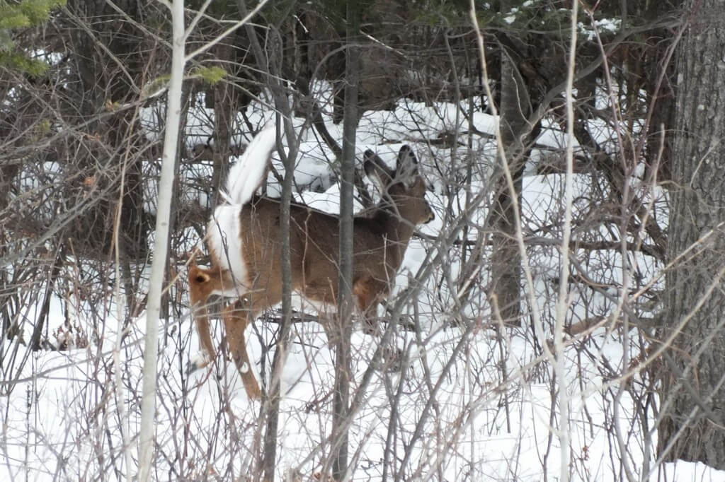 white-tailed deer - oxtongue lake