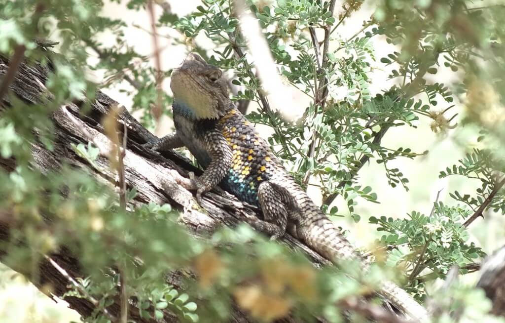 yellow-backed spiny lizard 22