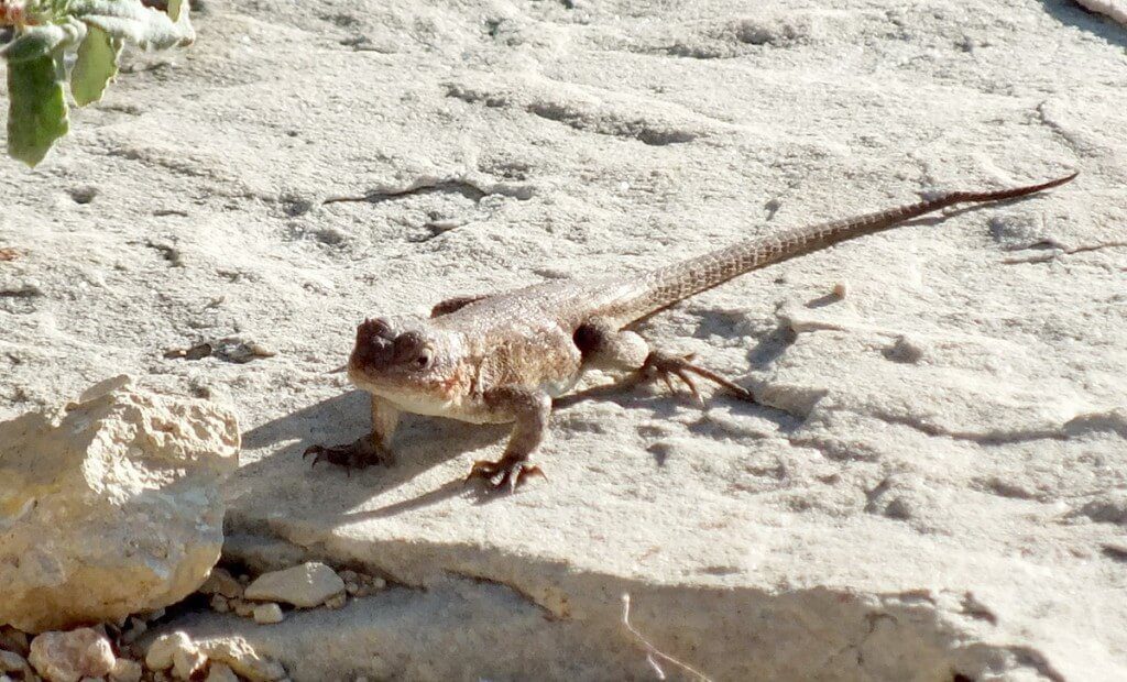 Northern Sagebrush Lizard north rim grand canyon 1