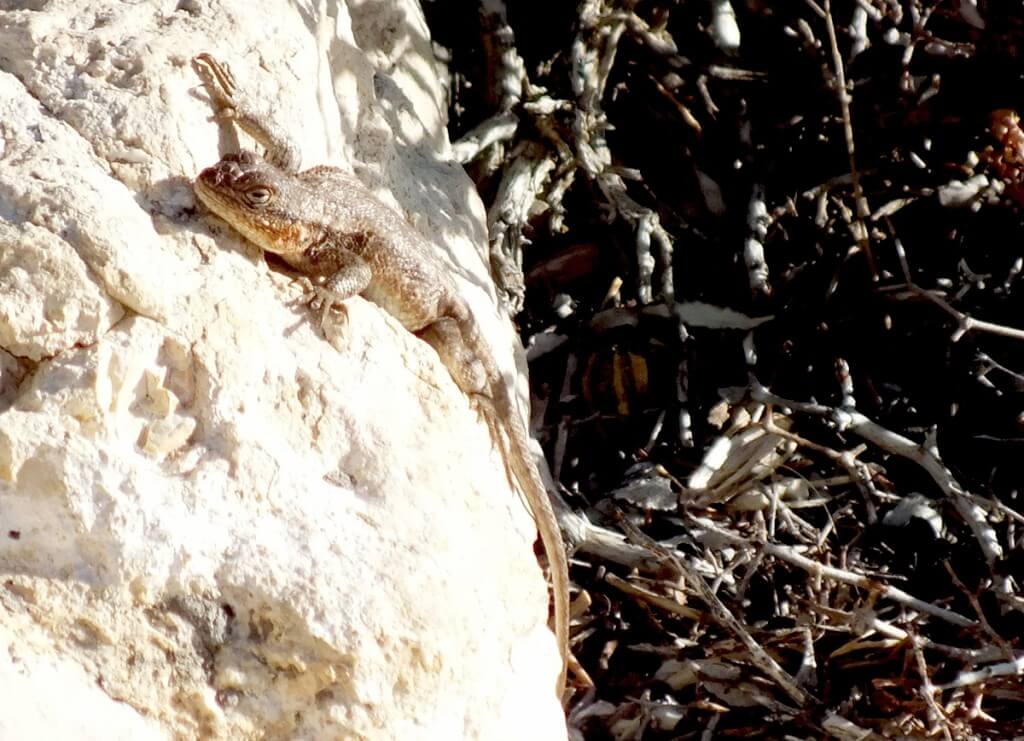 Northern Sagebrush Lizard north rim grand canyon 10