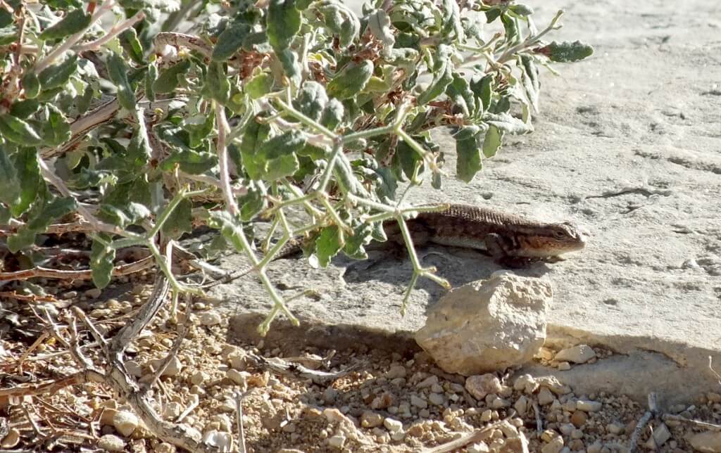 Northern Sagebrush Lizard north rim grand canyon 2