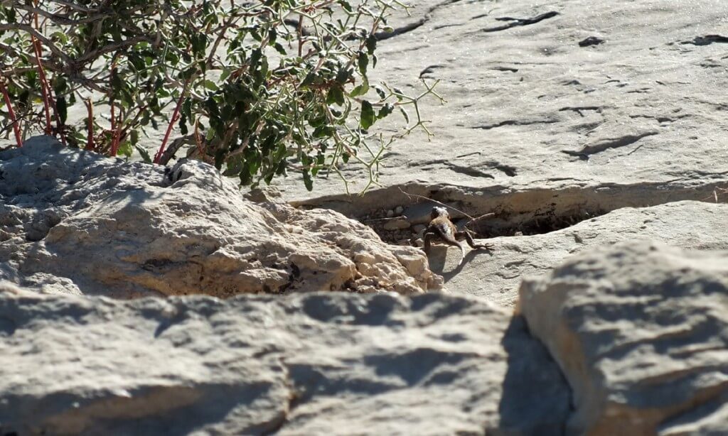 Northern Sagebrush Lizard north rim grand canyon 4
