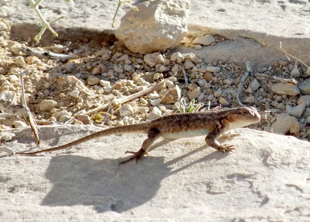 Northern Sagebrush Lizard north rim grand canyon 5