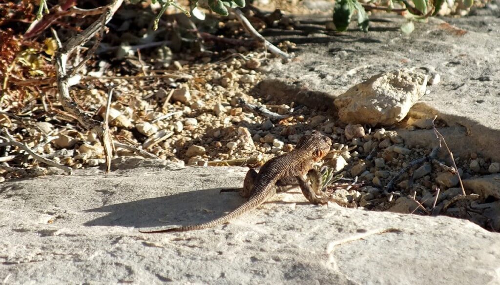 Northern Sagebrush Lizard north rim grand canyon 6