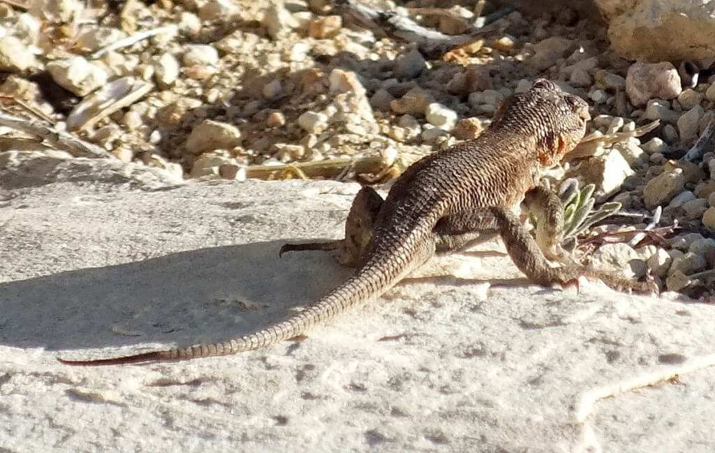 Northern Sagebrush Lizard north rim grand canyon 7