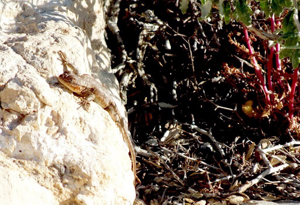 Northern Sagebrush Lizard north rim grand canyon 9
