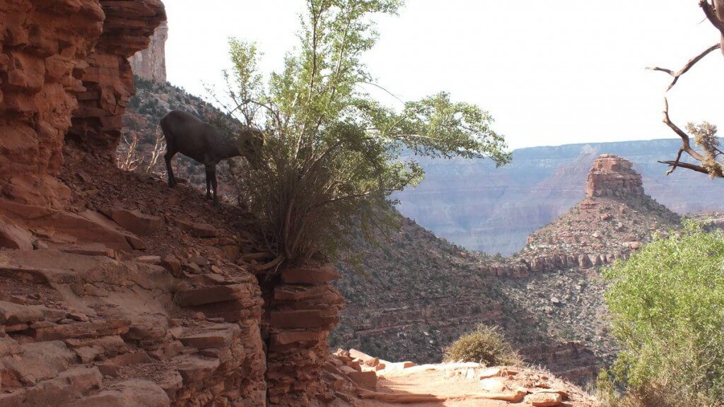 bighorn sheep along the bright angel trail in the grand canyon 