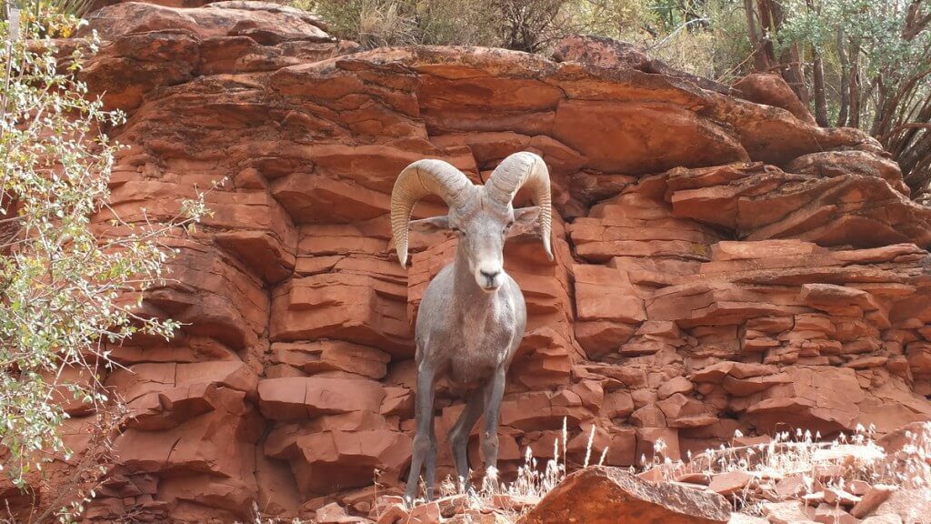 bighorn sheep along the edge of the bright angel trail at the grand canyon