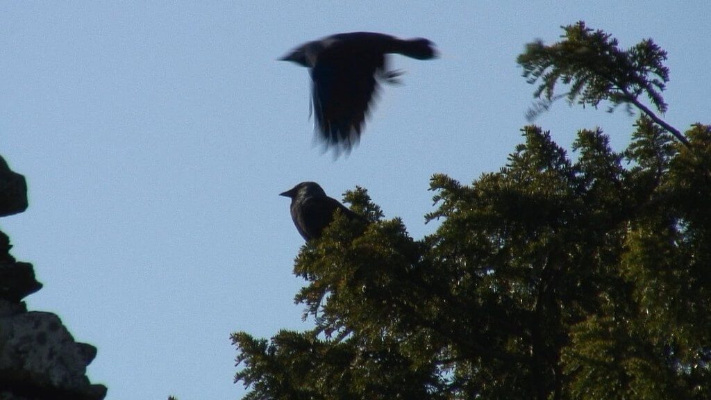 black birds at glendalough