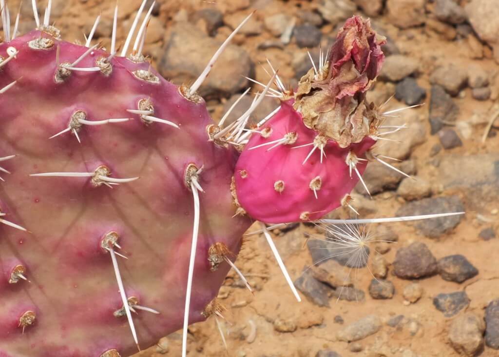 cactus growing along the hiking trail to Plateau Point at the Grand Canyon