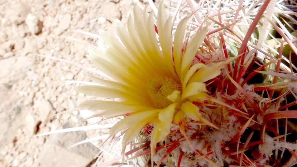 cactus growing along the hiking trail to Plateau Point at the Grand Canyon