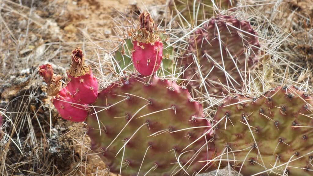 cactus growing along the hiking trail to Plateau Point at the Grand Canyon