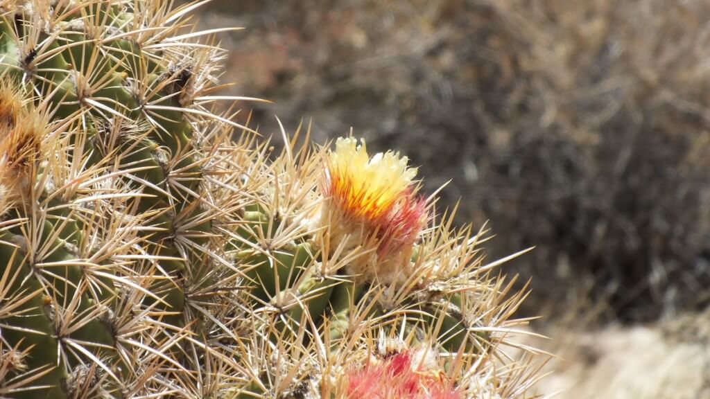 cactus growing along the hiking trail to Plateau Point at the Grand Canyon